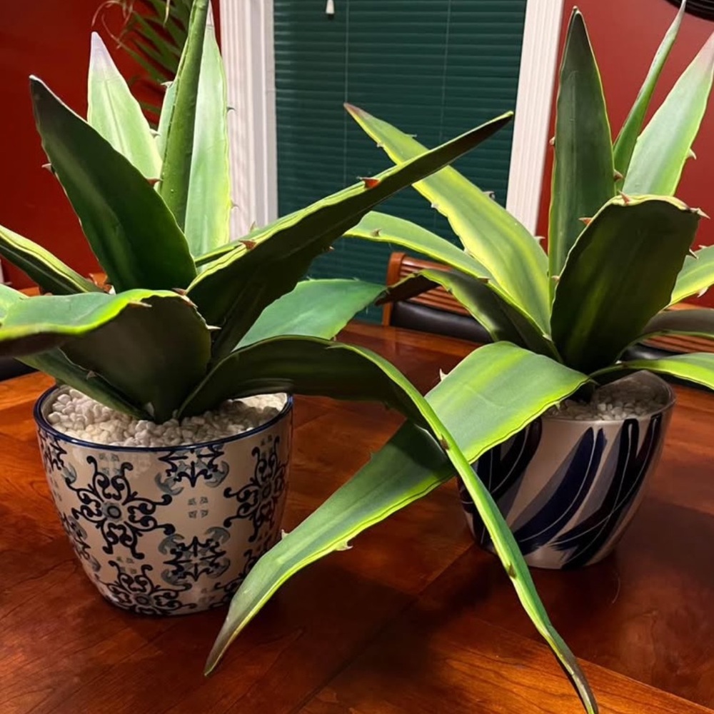 Two Decorative Green Agave Plants in Ceramic Pots